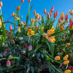 Flower Parade, Noordwijk, Holland