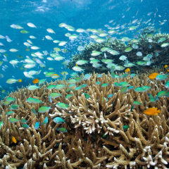 Blue-green Chromis schooling above finger corals underwater menjangan island