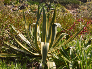 梅里达龙舌兰庄园