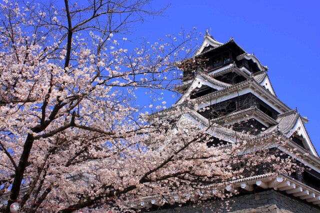 你想要的日本樱花季出游攻略 看这一篇就够了 订购就送药妆礼包 日本 攻略游记 途牛