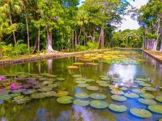庞普勒穆斯皇家植物园
