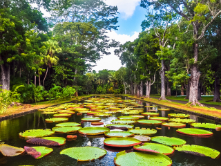 庞普勒穆斯皇家植物园