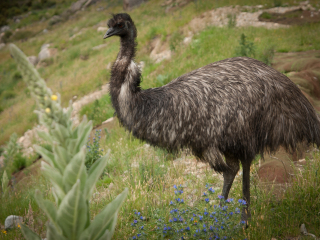 鸸鹋山桉树酿造厂