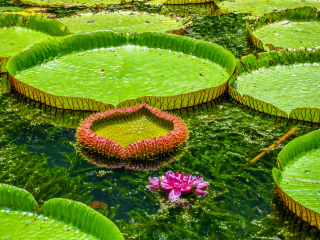 庞普勒穆斯皇家植物园