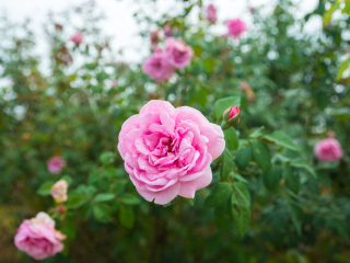 玫瑰农场植物园