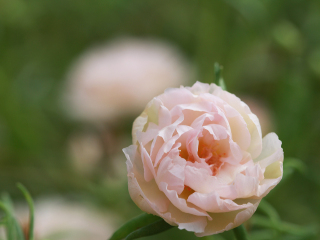 玫瑰农场植物园