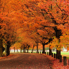 Fall colors, Trout Lake Park, Vancouver, Canada