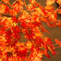 Maple leaf on sunset