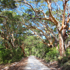 Boranup Forest, home of the 'Pale-Barked' Karri Tree. Leeuwin-Naturaliste National Park, near Margaret River, South West Australia