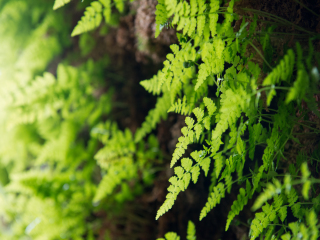 蕨类植物洞