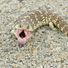 Shingleback (Tiliqua Rugosa), Lesueur National Park, Western Australia, Australia