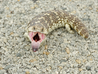 勒苏尔国家公园