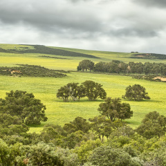 Wildflowers in Lesueur National Park, Western Australia, Australia