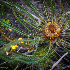 Banksia nivea flower, Western Australia, Lesueur National Park