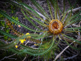 勒苏尔国家公园