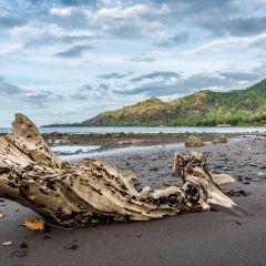 Piece of driftwood on the beautiful beach of Pemuteran in Bali, Indonesia. The landscape in Bali consist great attractions of natural wonders, from highlands with active volcanoes and amazing beaches.