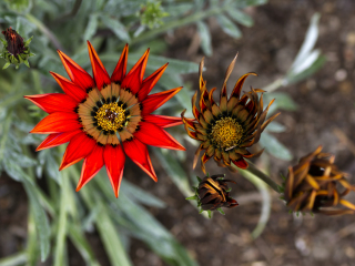 西辛赫斯特城堡花园