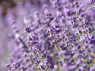 长英薰衣草花卉公园