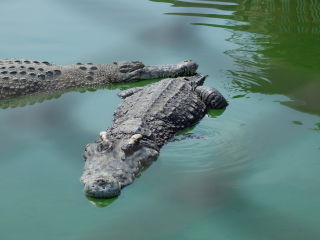 哈特利鳄鱼探险公园