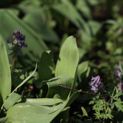 Lily of the valley Convallaria majalis purple flowers. Purple Lily of the valley on grass. Spring blossom. Close-up. Natural green background of may lily, lily of the valley, Convallaria majalis