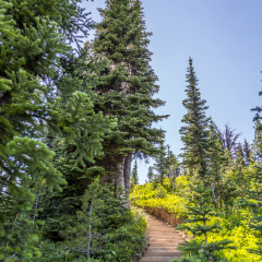 Stairway in Wilderness Trail in E C Manning Park of BC Canada