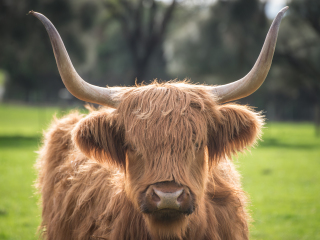 菲利普自然公园丘吉尔农场