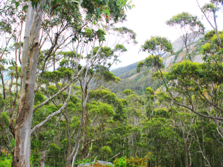 普朗戈洛普国家公园