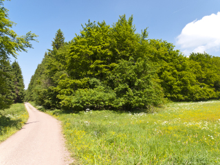 雷恩施泰克大道