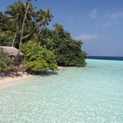 Beach with palms on Biyadhoo Island Resort in the Maldives