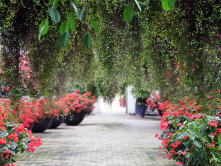 世界花卉植物园