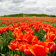 Red tulips field in the Netherlands near Noordwijk, dune in the background.