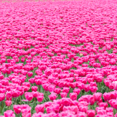 Pink tulips field in the Netherlands near Noordwijk and Lisse.
Tulips like a sea of blossom.
