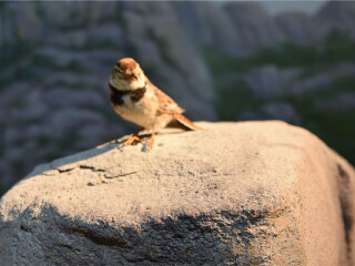 宁城国家地质公园