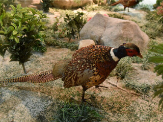 宁城国家地质公园