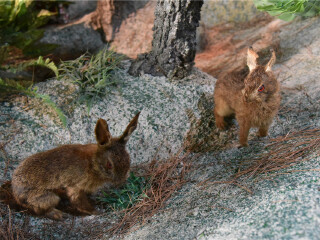 宁城国家地质公园
