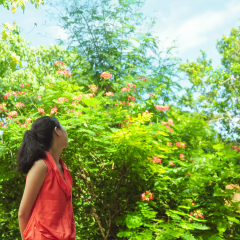 Back portrait of single young girl looking at the blossoming flowers and trees. Shot in Bee Farm, Panglao, Bohol, Philippines.