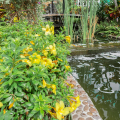 Yellow flowers, in a park.