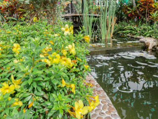 北极高山植物园