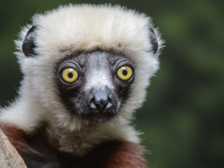 布朗克斯动物园