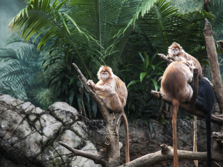 布朗克斯动物园