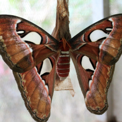 Beautiful giant butterfly. Butterfly Park Taman Kupu-Kupu Bali