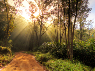 昂达西贝国家森林公园