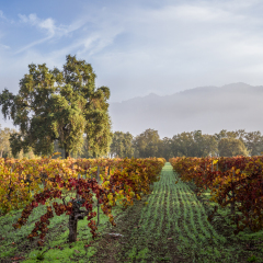 morning fog and due at sunrise in a colorful vineyard in Calistoga California due to seasonal changes in autumn