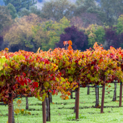 sunrise in a colorful vineyard in Calistoga California due to seasonal changes in autumn