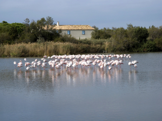 卡马格湿地公园