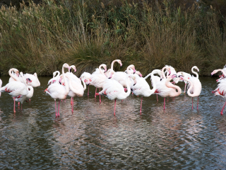 卡马格湿地公园