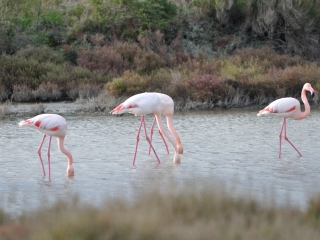 卡马格湿地公园