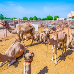 Camels held in captivity in a cage in the camel market of Al Ain. Camels are mainly used for transportation and for camel racing.