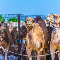 Camels held in captivity in a cage in the camel market of Al Ain. Camels are mainly used for transportation and for camel racing.