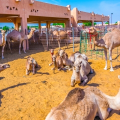 Camels held in captivity in a cage in the camel market of Al Ain. Camels are mainly used for transportation and for camel racing.